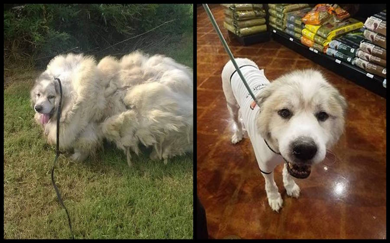 Image: Big Fluffy Dog Rescue